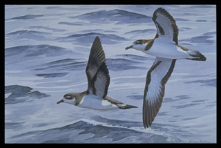 Illustration for article titled Ten extinct animals that have been rediscovered